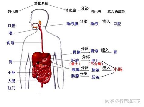 女胃位置|女性胃在什么位置